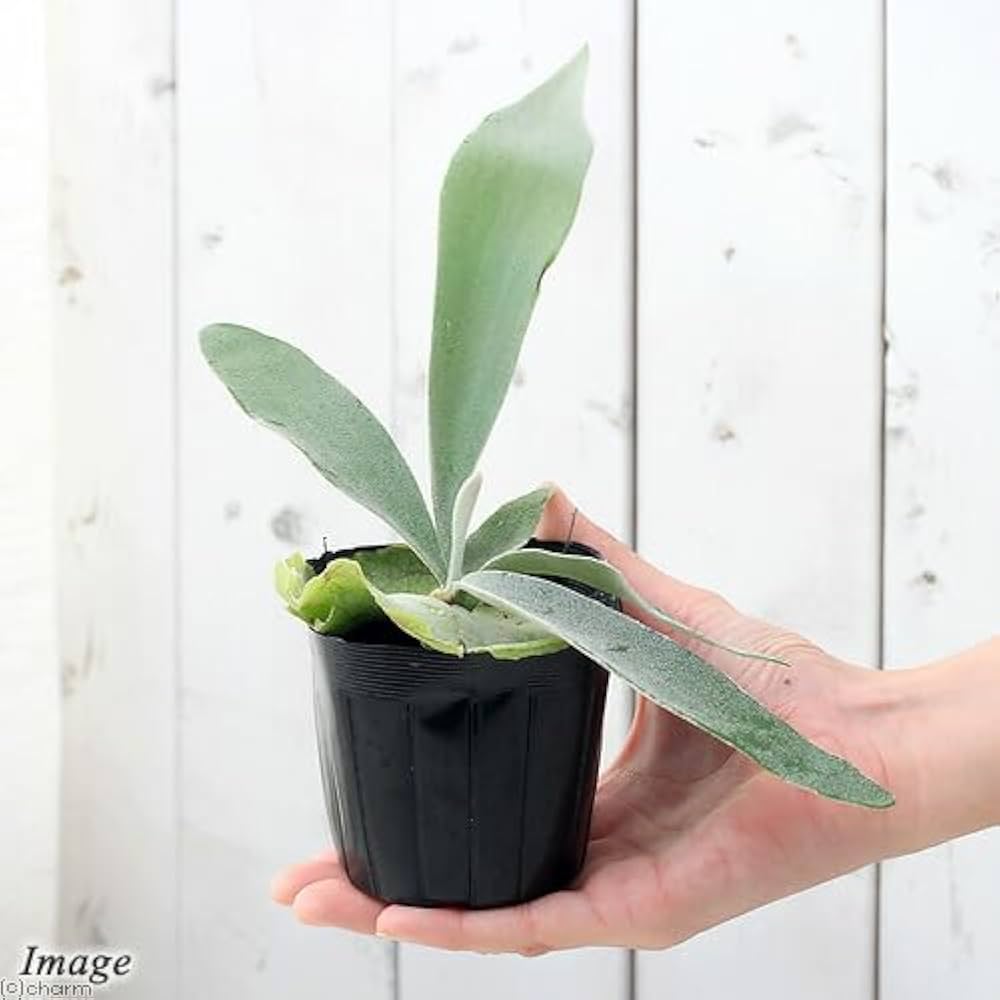 Nishida　ビカクシダ　激レア品種 30,000円を超えるビカクシダ。 P. willinckii 'Celso' Tatsutaを
